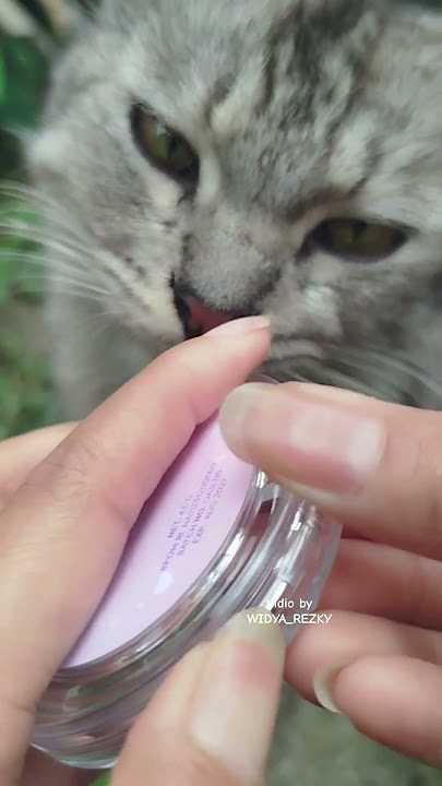 Chiko yang selalu nemenin kakak lagi kerja 😘. #cat #shorts #short #shortvideo #shortsfeed #cute
