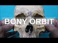 BONY ORBIT