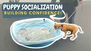 PUPPY SOCIALIZATION | 5-Step Exercise for a More CONFIDENT DOG by Unleashed Potential K9 TV 2,142 views 2 years ago 9 minutes, 16 seconds