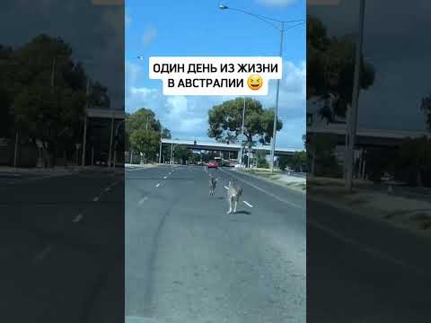 Кенгуру - кроссинг 😂#австралия #приколы #смех#иммиграция #милыеживотные #fyp #иммиграция #факты