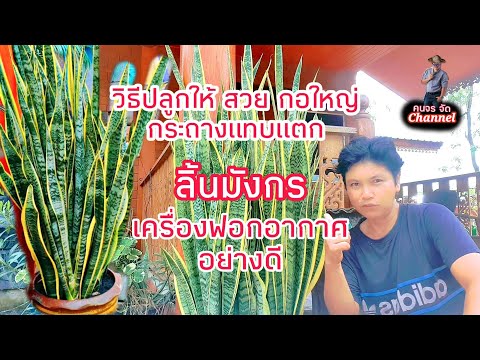 วีดีโอ: การปลูกต้นลินเด็น - เคล็ดลับในการปลูกต้นลินเด็น