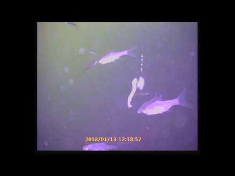Съемка подводной видеокамерой Борковского подводного мира