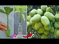 Grow mango from cuttings using natural rooting aloe vera  method of rooting in water