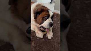 Brave #saintbernard #dog Beemo takes on a @EthicalProducts Spot Brand Pet Toy “Bam-bones Plus” by Retirees atPlay 105 views 7 months ago 1 minute, 26 seconds