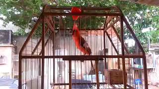 cardenal  guajiro  rojo, canto de las aves, sonidos naturales.