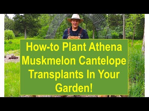 Video: Athena Melon Care - Atēnas meloņu audzēšana dārzā