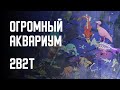 2B2T - ОГРОМНЫЙ АКВАРИУМ