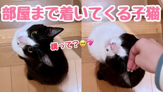 部屋まで着いて来てかまってちゃんな子猫が愛おしい