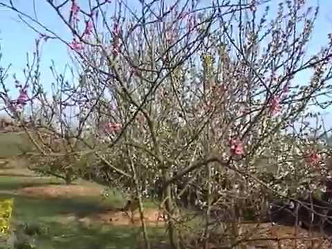 Vidéo: Chêne Blanc : Une Description De L'arbre Américain. Où Pousse La Plante ? Caractéristiques De La Plantation Et Des Soins, De La Reproduction, Des Maladies Et Des Ravageurs