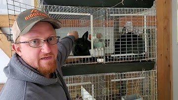 DIY rabbit cage build- expanding our rabbitry!
