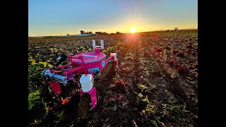 Autonomous Weeding in Lettuce
