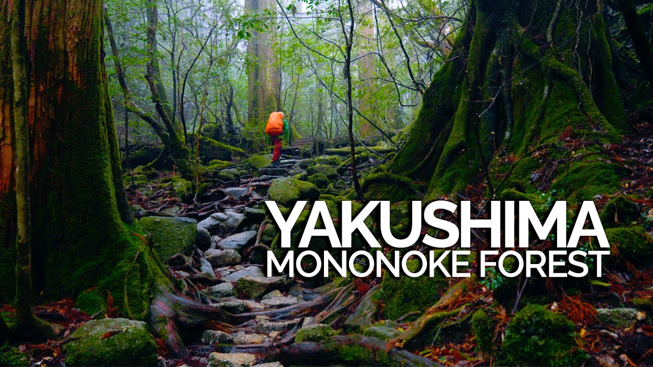 3 Days Silent Hiking in Winter Yakushima - Mononoke Forest
