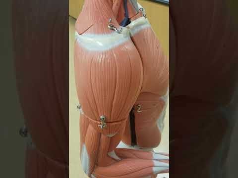 Muscles of the back - YouTube