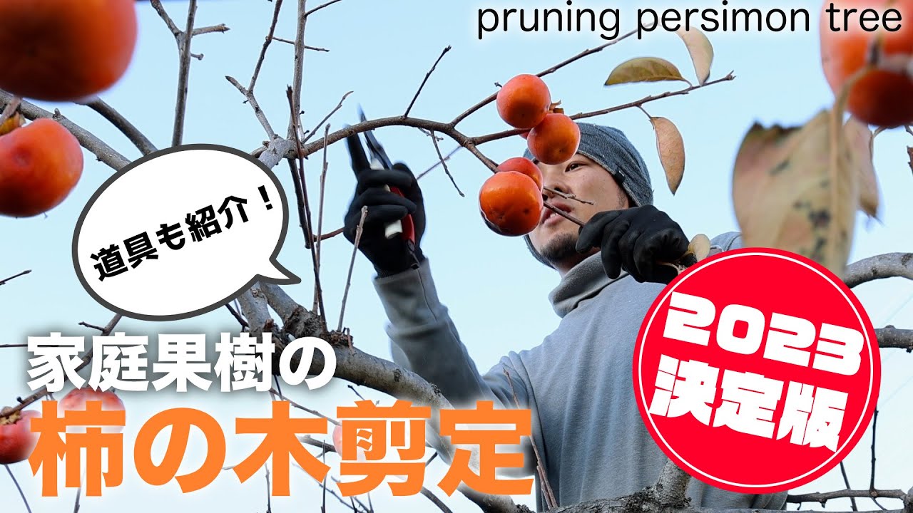 カキの木の剪定講座【家庭果樹編】おすすめ道具も紹介！