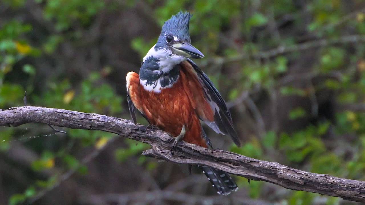 30 05 Ringed Kingfisher - YouTube