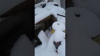 Эту собаку несколько месяцев назад хотели усыпить. Благодаря elev8 она жива Эту собаку несколько месяцев назад хотели усыпить. Благодаря elev8 она жива