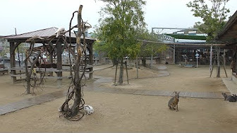 トリアスふれあい動物園 19年4月23日 Youtube