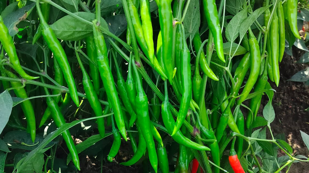  గుడిపూడి సొసైటీ చైర్మన్ గారి మాటలో ప్రీమియం సీడ్స్ వారి రెడ్ రాయల్ గురించి 