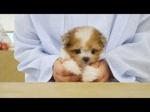 강서무료분양 중인 파티말티푸｜영상으로 먼저 보세요