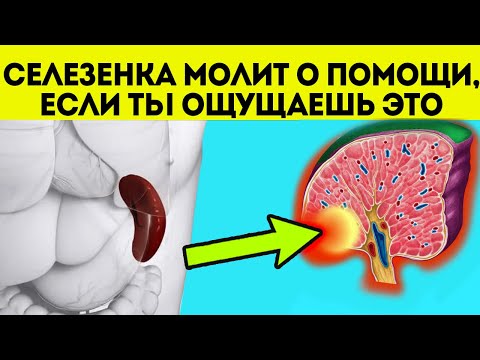 Жаль, что врачи молчат! Смотрите, как можно помочь селезенке и симптомы