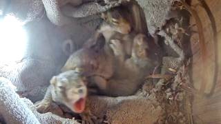 Baby Squirrel Mayhem in SquirrelBox2! The Cutest Video You'll Ever Watch!
