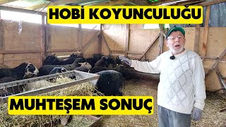 HOBİ KOYUNCULUĞUNDA BEKLENMEDİK SONUÇ (15 Siyah Doğufriz İle Ne Kazanıyor?)