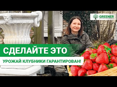 Как УКРЫВАТЬ клубнику когда нужно, а когда НЕЛЬЗЯ? Секрет БОЛЬШОГО урожая!