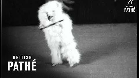 Ingenious But German  AKA German Novelty Toys In Britain (1920)