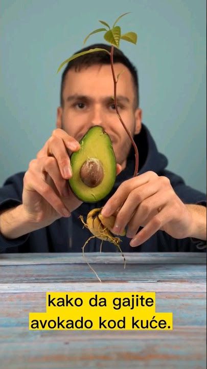 Gajenje avokada kod kuće 🥑 #avocado