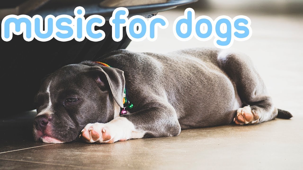 Dog Music! Deep Sleep Songs for Dogs to 