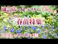 【春苗特集】園芸店でこれを見つけたら買い♪1度植えて長く楽しむ春の花*美しい12種/ガーデニング