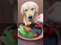 Golden Retriever Enjoys a 5-Star Gourmet Dinner! 🐕🥩😱 #shorts #viral #puppy #foryou