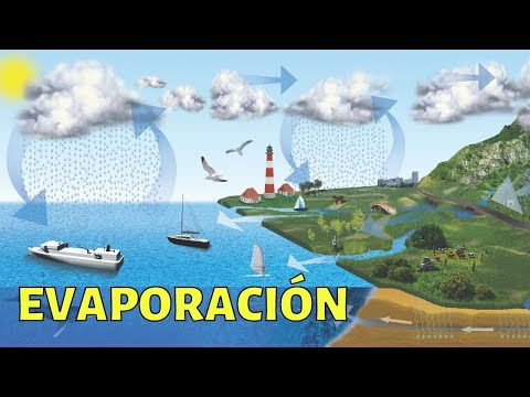Video: En la transpiración el agua se evapora del?