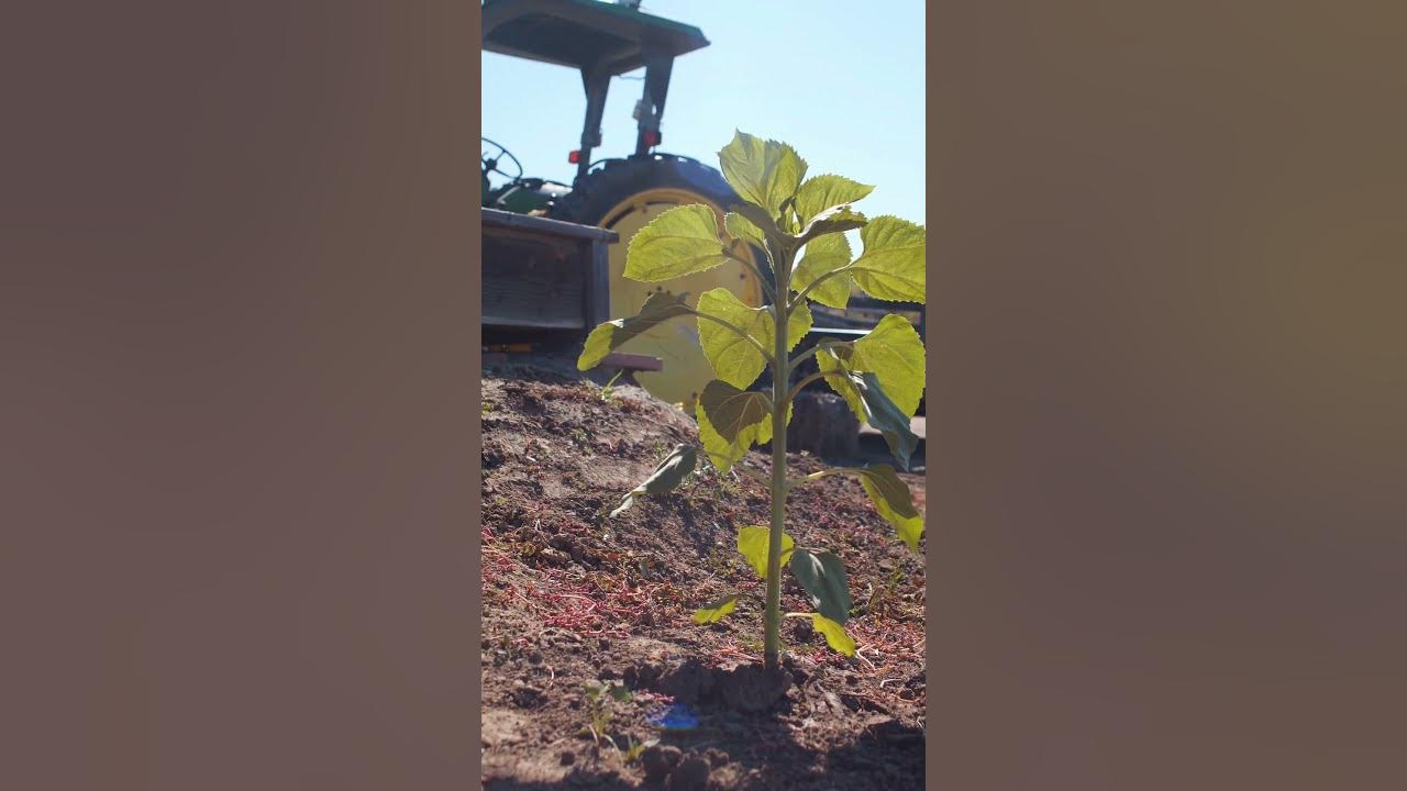 Poplar Tree Farming In Agriculture paplar tree farming agriculture poplar-tree-farming-in-agriculture-paplar-tree-farming-agriculture