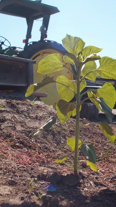 poplar-tree-farming-in-agriculture-paplar-tree-farming-agriculture
