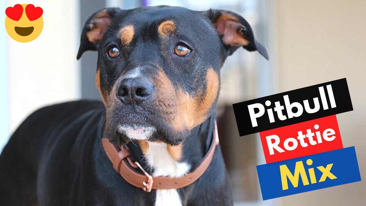 Rottweiler Pitbull Mix-Breed (Pitweiler) | Should you get a Pitweiler ...