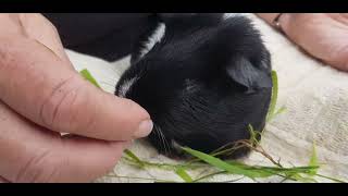 Meet Stevie she has no eyes by Cavy Central Guinea Pig Rescue with Lyn 318 views 22 hours ago 2 minutes, 2 seconds