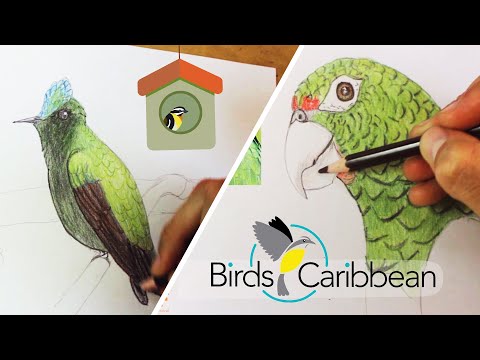 drawing-and-coloring-puerto-rican-birds-(in-spanish-with-subtitles-in-english)