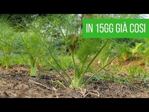 Video: Cosa causa i piccoli gambi di rabarbaro: cosa fare con il diradamento del rabarbaro