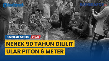 Detik-detik Nenek 90 Tahun Dililit Ular Piton 6 Meter, Diserang Saat BAB