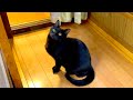 なぜか近づくと逃げる黒ヤギ猫と仲良くなりたい