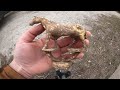 Metal detecting an old farmstead