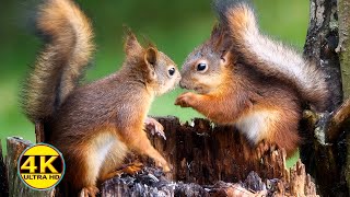 Best for Dogs: 10 hours of Red Squirrel Spectacular