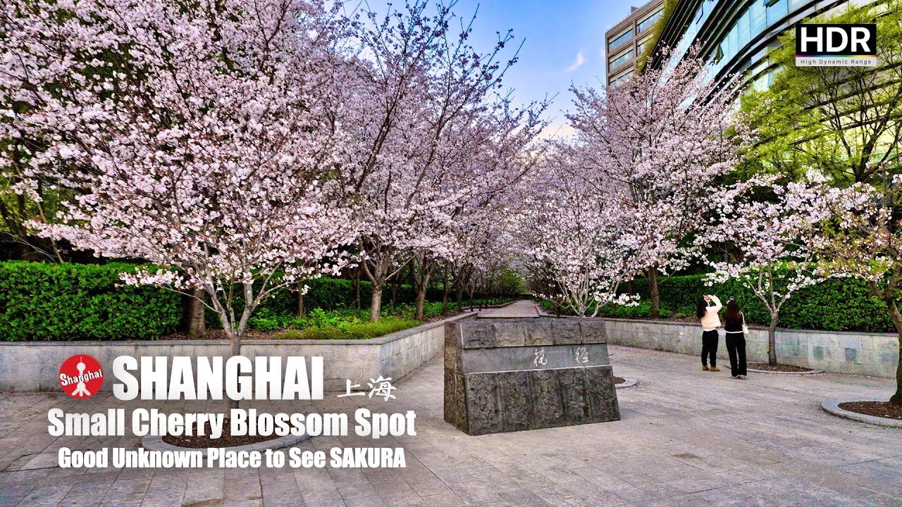 [4K HDR] Small Good Unknown Place to See Cherry Blossoms in Shanghai 🌸