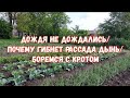 #391ПОЛИВАЕМ ОГОРОД/ПОЧЕМУ ПОГИБЛА РАССАДА ДЫНЬ И АРБУЗОВ/БОРЕМСЯ С КРОТОМ