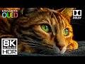 8K OLED Infinite Contrast Demo | True Black • HDR • Dolby Vision • 60FPS