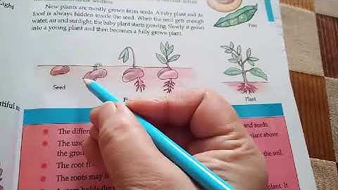 Parts of plants and their function part-3 # Class -3