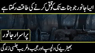 strange fats about wolves and life of wolf  | URDU COVER