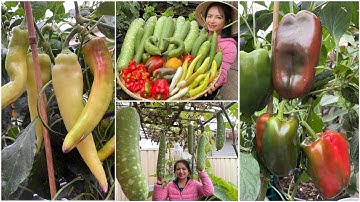 Thu hoạch bầu, ớt chuông, mướp hương sau vườn ở Úc/Vườn rau Việt ở Úc