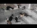 Кошки в Черногории против крысы
